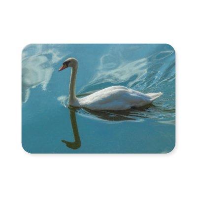 Swan with Cloud Reflections