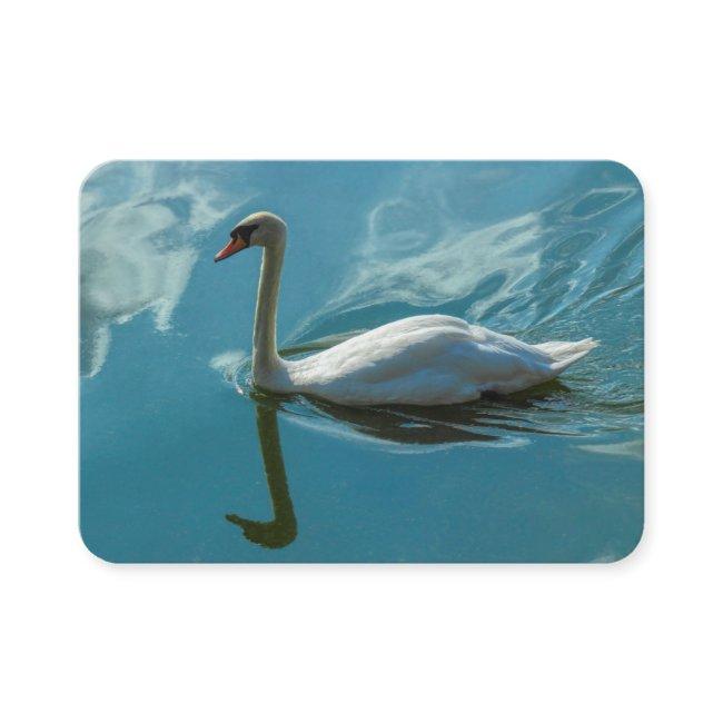 Swan with Cloud Reflections