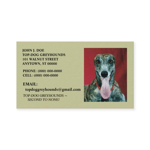 SWEET GREYHOUND ADOPTION DOG PET