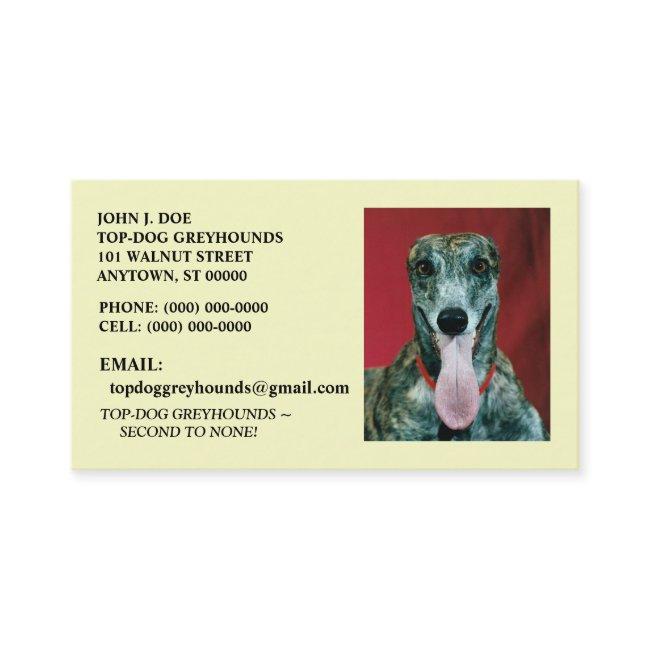 SWEET GREYHOUND ADOPTION DOG PET