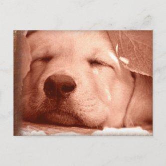 Sweet Puppy - Adopt a Dog Postcard