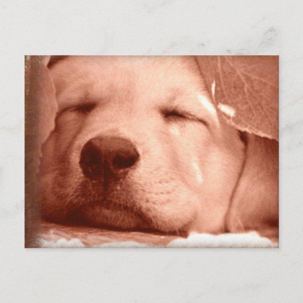 Sweet Puppy - Adopt a Dog Postcard