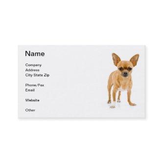 Tan Chihuahua