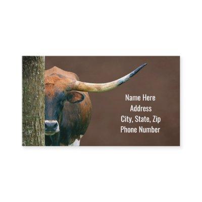 Texas Longhorn Cow