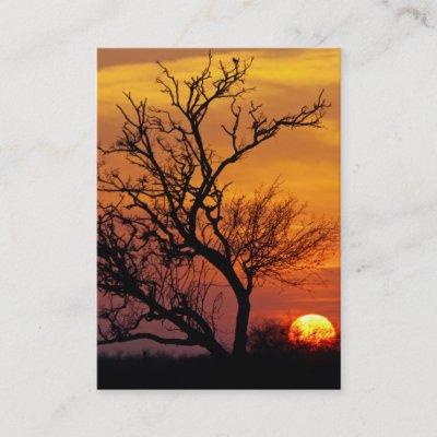 Texas Sunset Lone Tree