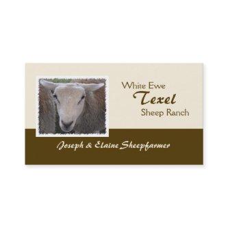 Texel Sheep