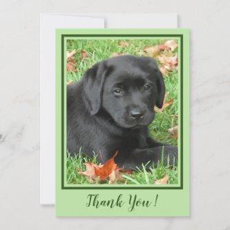 Thank You Black Labrador Puppy - Autumn Cute Dog