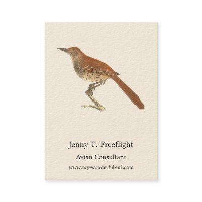 The Brown Thrush or Brown Thrasher, New York Birds