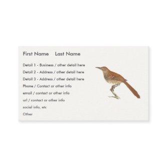 The Brown Thrush or Brown Thrasher, New York Birds