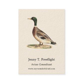 The Mallard or Wild Duck (Anas platyrhynchos)