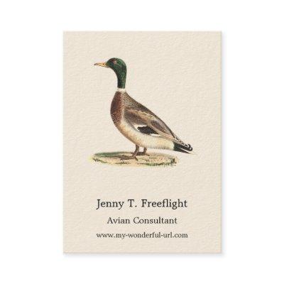 The Mallard or Wild Duck (Anas platyrhynchos)