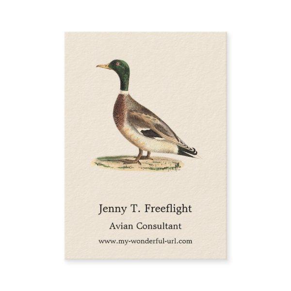 The Mallard or Wild Duck (Anas platyrhynchos)