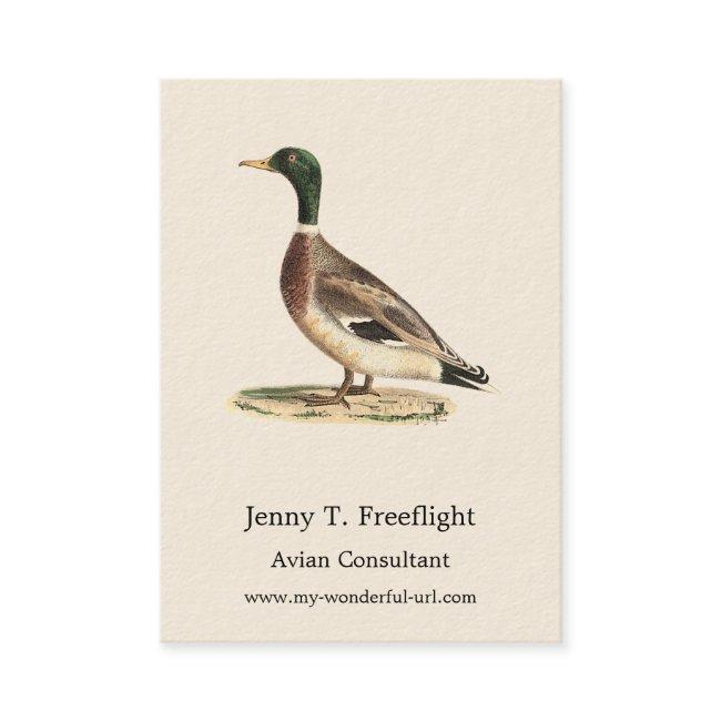 The Mallard or Wild Duck (Anas platyrhynchos)