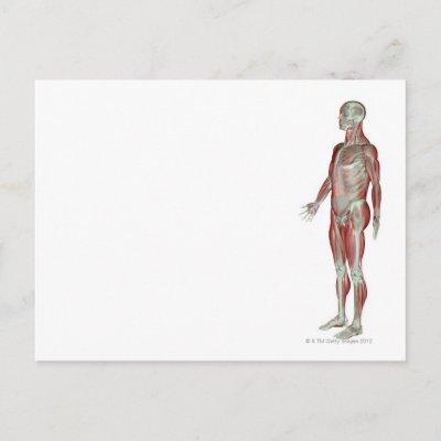 The Musculoskeletal System 11 Postcard