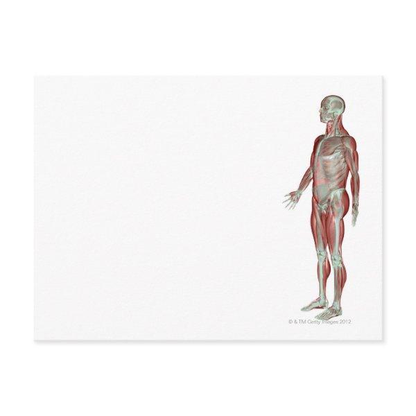 The Musculoskeletal System 11 Postcard