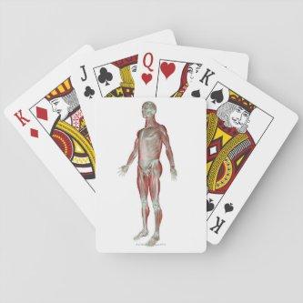 The Musculoskeletal System 3 Playing Cards