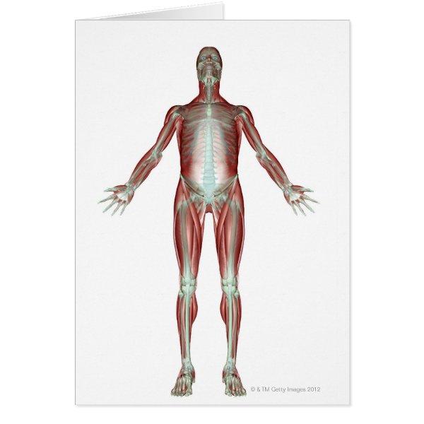 The Musculoskeletal System 4