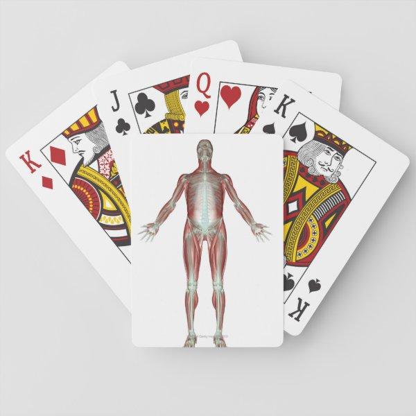 The Musculoskeletal System 4 Playing Cards