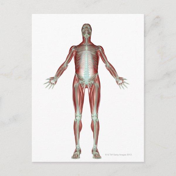 The Musculoskeletal System 4 Postcard