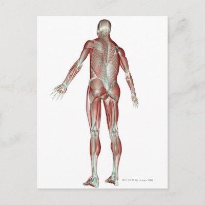 The Musculoskeletal System 5 Postcard