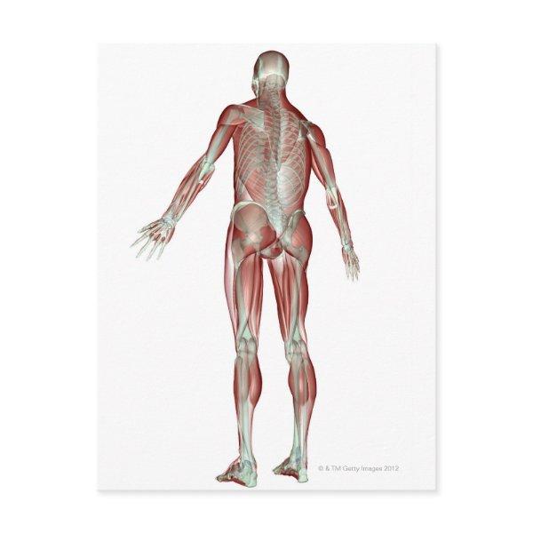 The Musculoskeletal System 5 Postcard