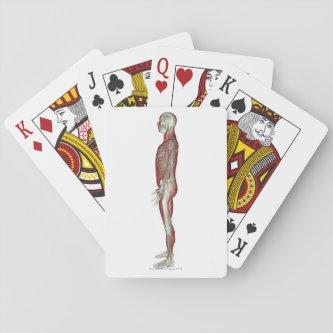 The Musculoskeletal System 6 Playing Cards