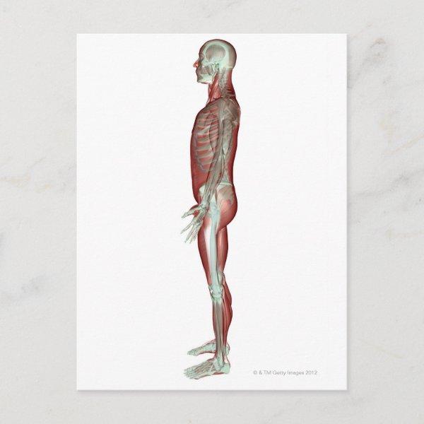 The Musculoskeletal System 6 Postcard