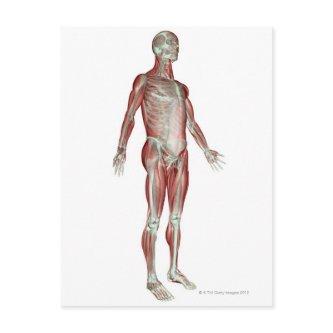 The Musculoskeletal System 8 Postcard