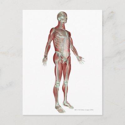 The Musculoskeletal System 8 Postcard