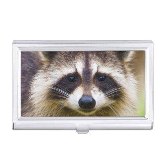 The raccoon, Procyon lotor Case For