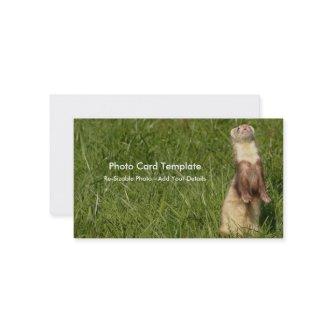 The Sky is Up Ferrets