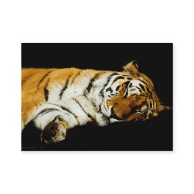 The Sleeping Amur Mini Print