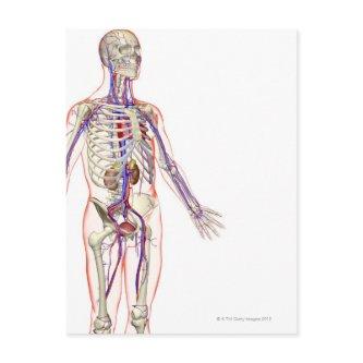 The Urinary System 2 Postcard