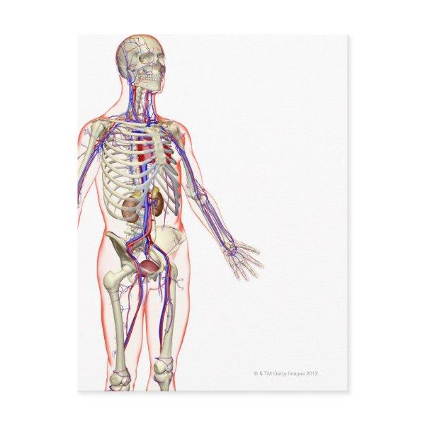 The Urinary System 2 Postcard