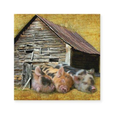 Three Little Pigs At The Rustic Barn Snoozing Square