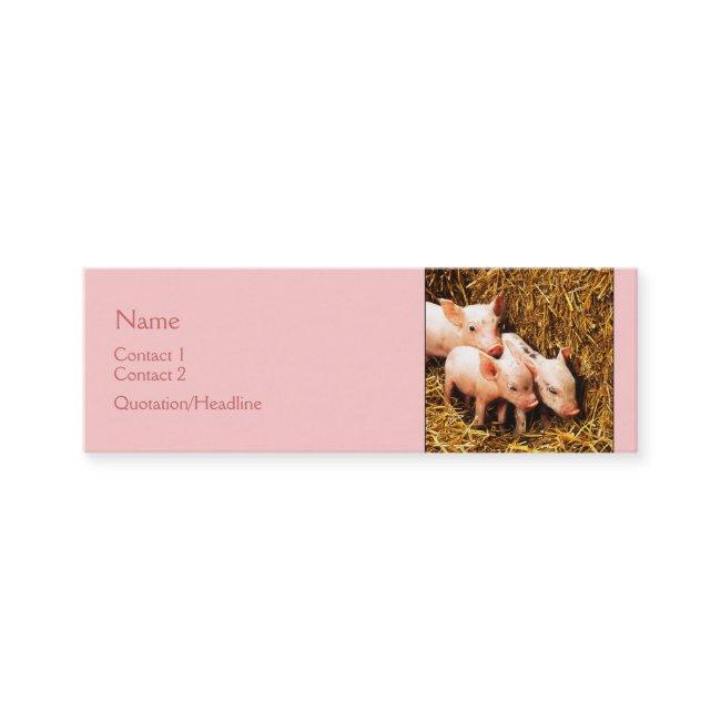 Three Little Pigs Mini