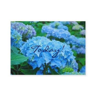 Today! Love One Another! Blue Hydrangea Flowers