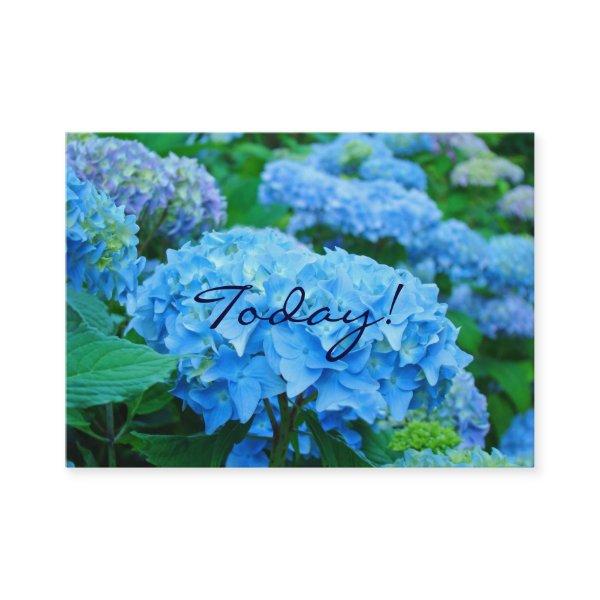 Today! Love One Another! Blue Hydrangea Flowers