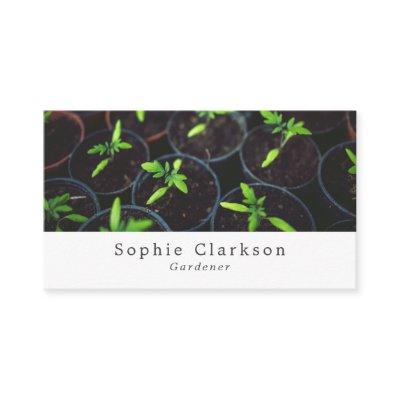 Tomato Plants, Gardening Service, Horticulturist
