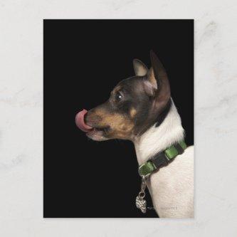 Tongue out of black and White Rat Terrier Postcard