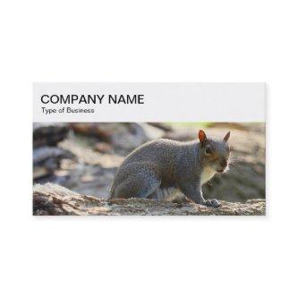 Top Panel - Gray Squirrel