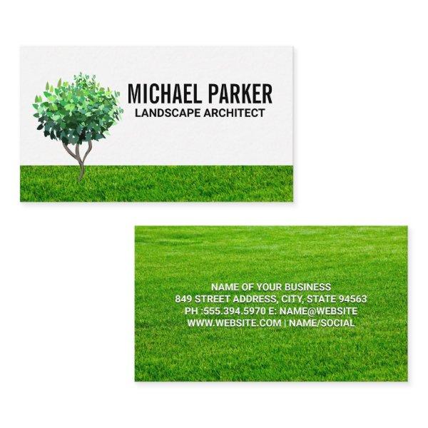Tree Sapling | Grass Field Background