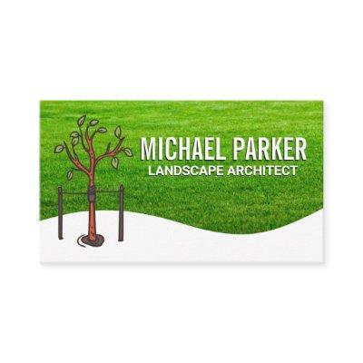 Tree Sapling | Grass Field