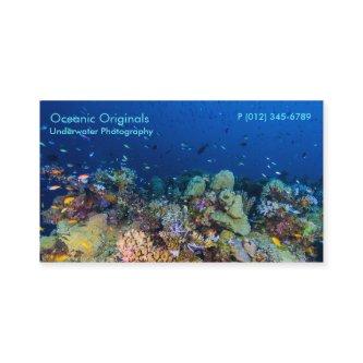 Tropical Fish of the Coral Sea