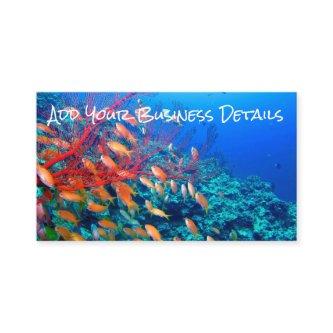 Tropical Fish Undersea Coral Reef