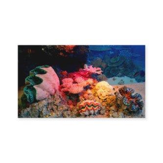 Tropical Undersea Coral Clam Seashells