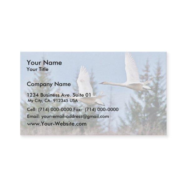 Trumpeter Swans in Flight