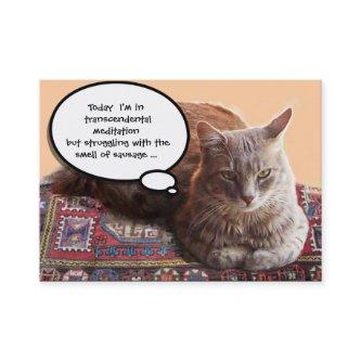 TURKISH CAT IN  TRANSCENDENTAL MEDITATION