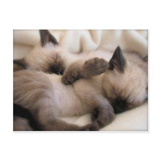 Twins Pet Cat Cute Siamese Kitten Postcard