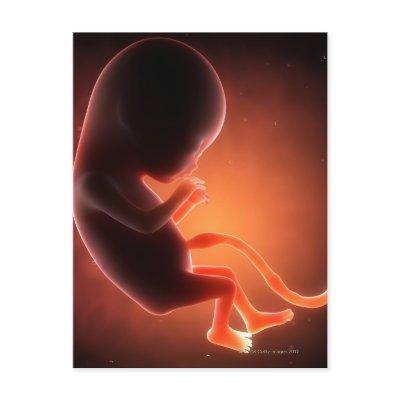 Two Month Old Fetus Postcard